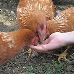 アグリツーリズモ ラ フォンタッチャ ファームステイ