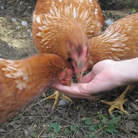 La Fontaccia Farm stay