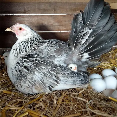 Gospodarstwo agroturystyczne La Fontaccia